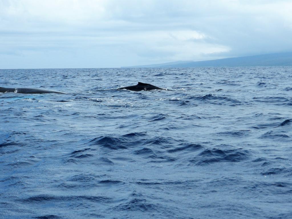 Appartamento Ka Hale Kealoha Kaunakakai Esterno foto